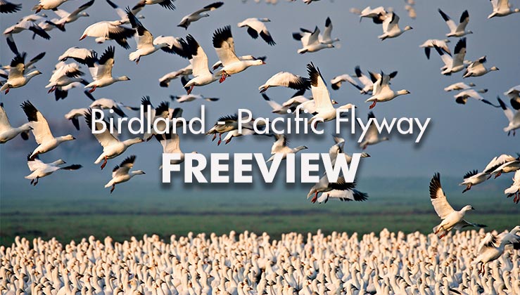 Birdland-Pacific-Flyway-Freeview_739x420px