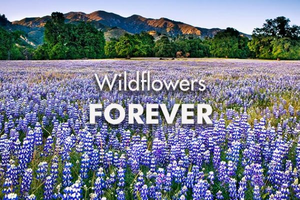 Wildflowers-Forever-Film1_739x420px