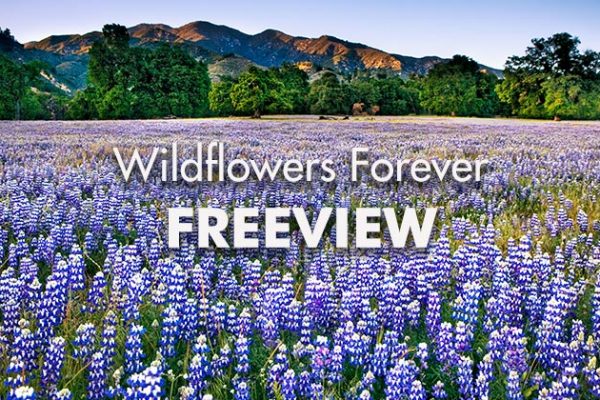 Wildflowers-Forever-Freeview1_739x420px