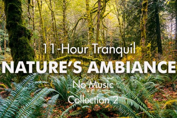 11-Hour-Natures-Ambiance2_739x420px