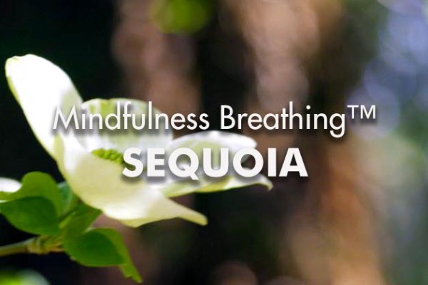 MIndfulness-Breathing-Sequoia1_739x420px