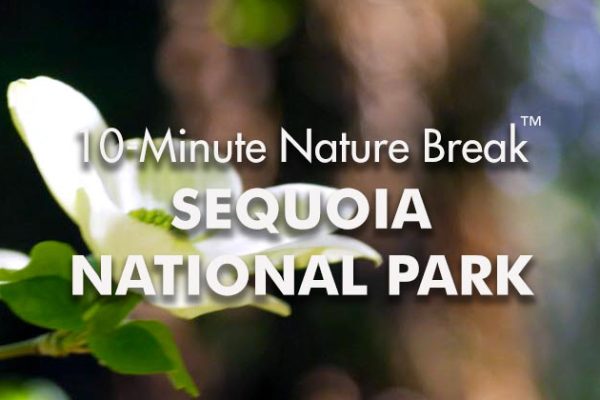 Sequoia-10-Minute-Nature-Break1_739x420px
