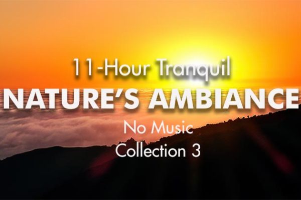 11-Hour-Natures-Ambiance3-No-Logo_739x420px
