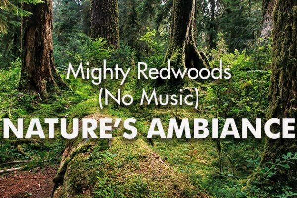 Mighty-Redwoods-NM_739x420px